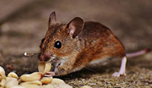 24 Hour & Emergency Exterminators in Plumsteadvlle, PA